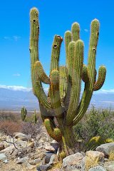 cardon-cactus-17512925