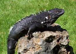 Resultado de imagen para iguana negra